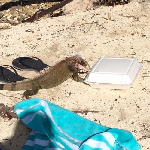 1465121_10153713190216648_1280174353681863199_n